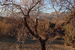 Almendro en floración en Vélez-Rubio.