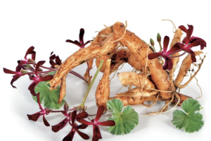 El Pelargonium sidoides es más conocido como geranio africano porque es originario de Sudáfrica