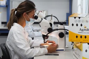 Controles de calidad de los insectos beneficiosos.