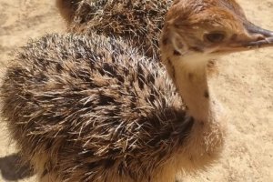 Imagen de una cría de avestruz de cuello rojo.