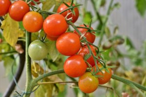 El porcentaje de tomate andaluz en la UE y Reino Unido no llega ni al 20%, 