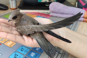 Cría de vencejo pálido.