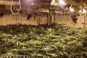 Plantación de marihuana.