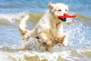 Perro en la playa. FOTO: Redcanina.es