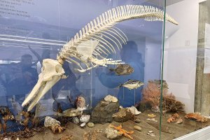Una de las vitrinas del Pabellón de Historia Natural.