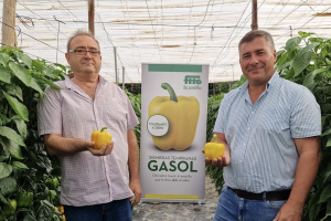 Pimiento Gasol de Semillas Fitó 