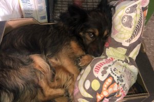 Naki, el perro que murió por el ataque de un pitbull en El Zapillo.