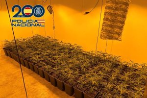 Redada en una plantación interior de marijuana. Imagen de archivo.