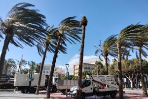 Palmeras azotadas por el viento en la parte baja de la Rambla.