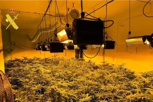 Marihuana intervenida.