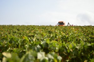 Un camión recoge las uvas en la finca de Vélez Rubio de la Bodega Palomillo