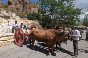 Durante la recreación también se puede observar cómo los bueyes transportaban antaño el mármol.