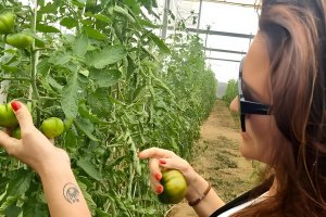 El tomate Flamenco RAF en la planta