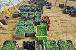 Imagen de las incautaciones en uno de los registros.