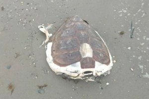 Imagen del cadáver de la  tortuga encontrada en Almerimar.
