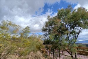 Un recorrido por La Molineta para toda la familia para conocer más a fondo el tipo de vegetación y la historia de la zona.