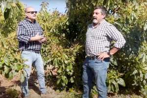 Ángel Ruiz Serna, gerente de Ecoculture, y Néstor Coltell, Country Manager, en cultivo de aguacate
