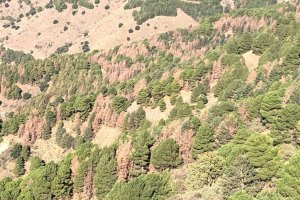 Paisaje con pinos sanos y pinos en decaimiento