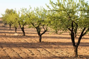 Agricultura ecológica