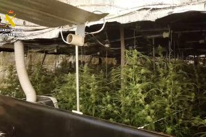 Plantación de marihuana hallada en el interior del invernadero.
