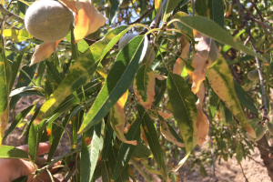 Almendro afectado por Xylella fastidiosa