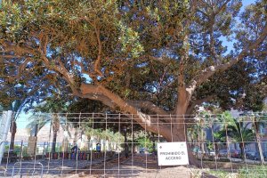 Ficus centenario que sufre una fisura en una de sus ramas.