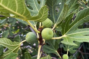 Una higuera dando higos.