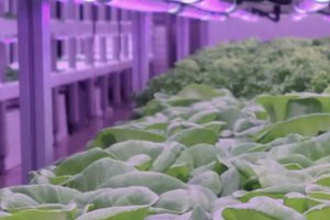 Agricultura vertical