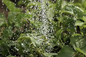 Las bacterias como fertilizantes vivientes