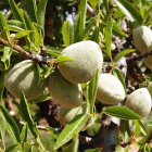 Cosecha de la almendra.