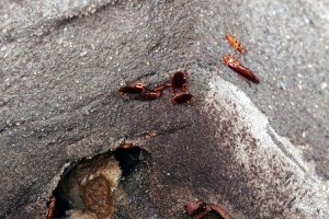 Cucarachas en el interior de una arqueta de la ciudad de Almería.
