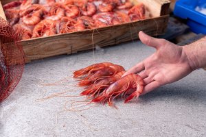 Gamba roja de la lonja de Almería.