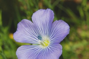 Ejemplar de  Linum bienne