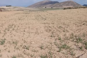 Las áreas cerealistas o de cultivos de secano como el almendro en el norte provincial, en situación crítica.
