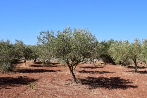 Este nuevo método es una alternativa no destructiva y sostenible a los métodos tradicionales