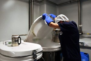 Los óvulos congelados pueden mantener su calidad durante 15 años.