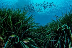 Praderas de Posidonia.