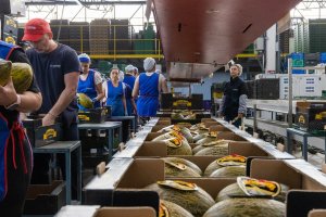 El crecimiento ha sido generalizado en todos los productos, con especial mención en el pimiento y el pepino