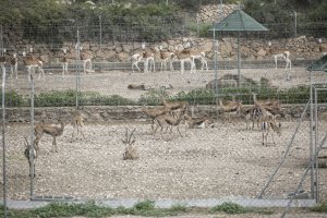 Diferentes especies saharianas en los cercados de la Finca Experimental de La Hoya.