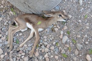 Ejemplar de gacela fallecido en la Finca Experimental La Hoya de Almería.