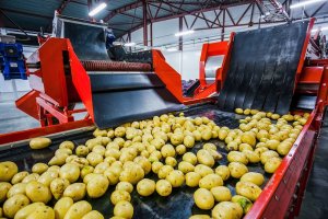 Destaca el aumento de las ventas internacionales de patatas andaluzas hasta 4,4 M€, un 53% más que en 2023