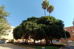 Zona de árboles junto a calle San Miguel.