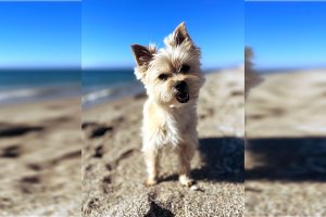 Cuando vacunamos a nuestras mascotas no sólo les protegemos a ellos, nos protegemos también a nosotros"