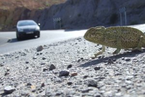 Camaleón en el arcén de una carretera de Enix. Foto de archivo de Serbal.
