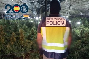 Los agentes actuaron en seis invernaderos de Matagorda donde se cultivaba marihuana.