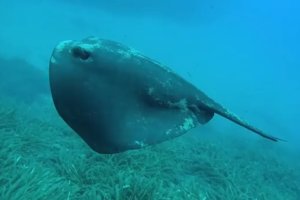 Imagen de archivo de una manta nadando, grabada y difundida por Buceo Mojácar