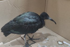 El ejemplar de morito común encontrado en Roquetas de Mar.