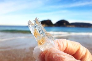 Imagen de archivo de una salpa. Foto: Aquarium.