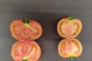 Comparativa de tomate con fertilización tradicional (derecha) y con los comprimidos patentados (izquierda).