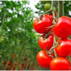 Los datos recopilados para los cultivos almerienses, desde septiembre a junio, reflejan una caída media de los precios del 17%